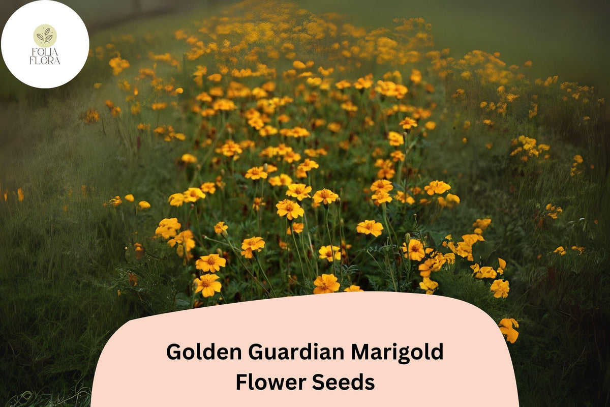 25+ Golden Guardian Marigold Seeds | Bright Orange-Golden Flowers | Tagetes patula | Compact, Easy-Grow Annual for Garden