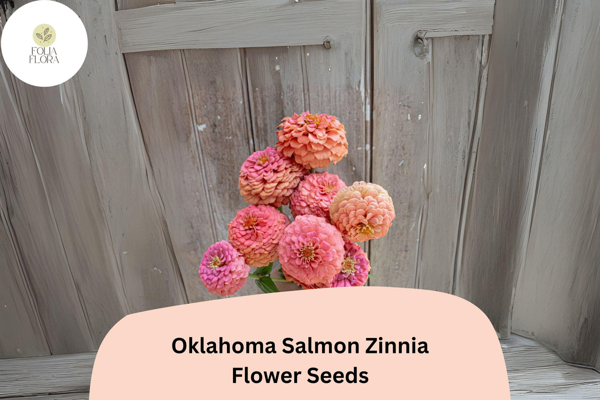 100+ Oklahoma Salmon Zinnia Seeds - Soft Pink-Orange Blooms for Cut Flowers - Zinnia elegans