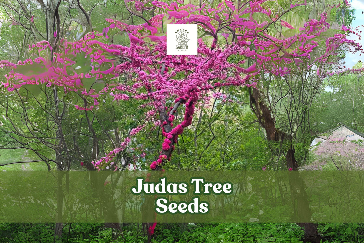20 Judas Tree Seeds â Cercis siliquastrum â Pink-Purple Ornamental Flowering Tree for Garden or Bonsai