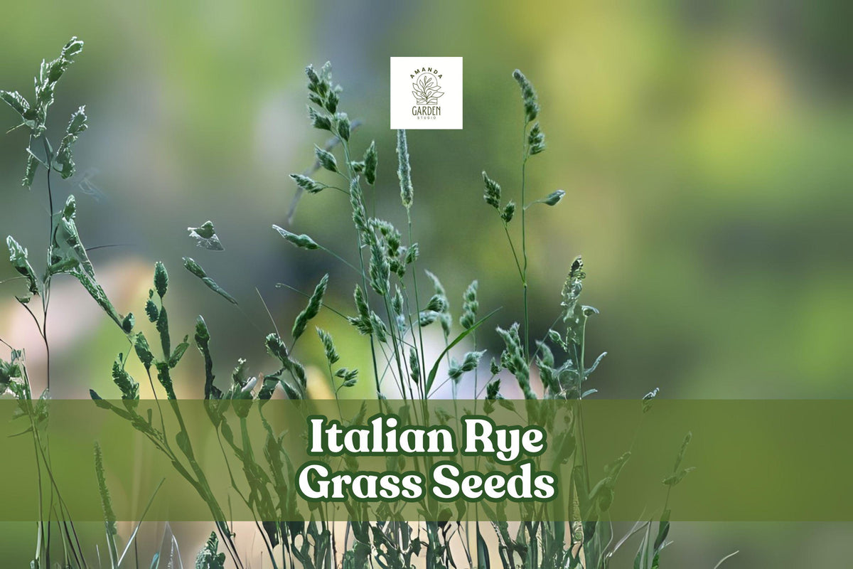 500 Italian Rye Grass Seeds β Lolium multiflorum β Fast Growing Cover Crop & Erosion Control Grass
