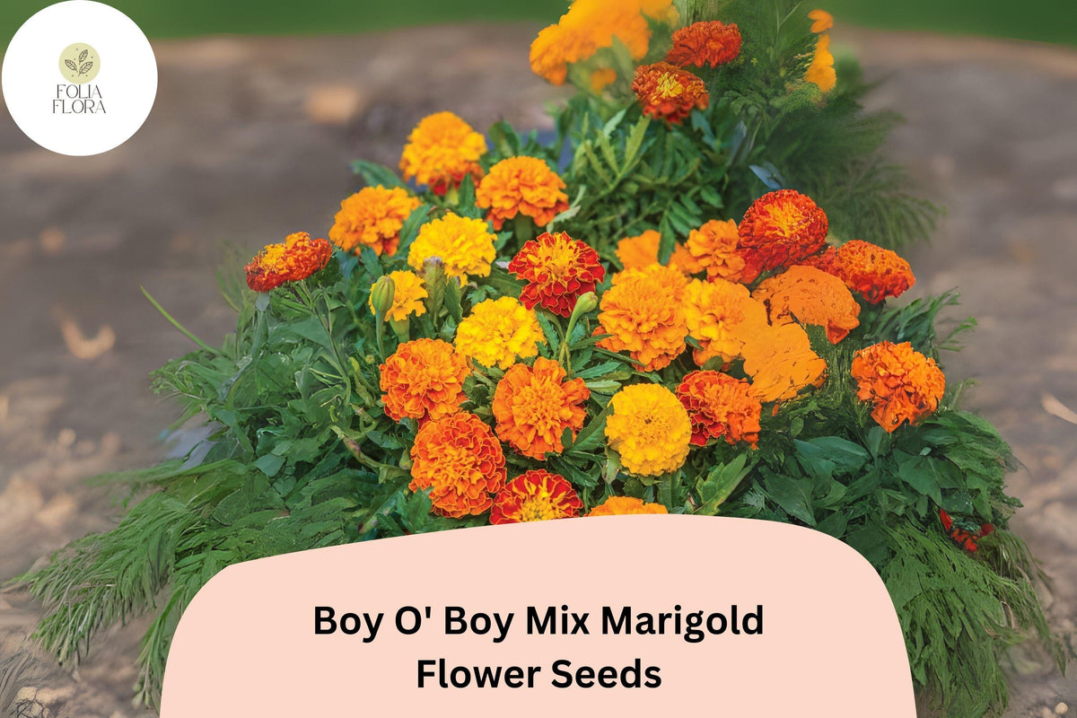 Dwarf French Marigold Seeds - Boy O' Boy Mix - 25+ Orange, Yellow & Red Blooms - Tagetes patula - Hardy Annual for Gardens