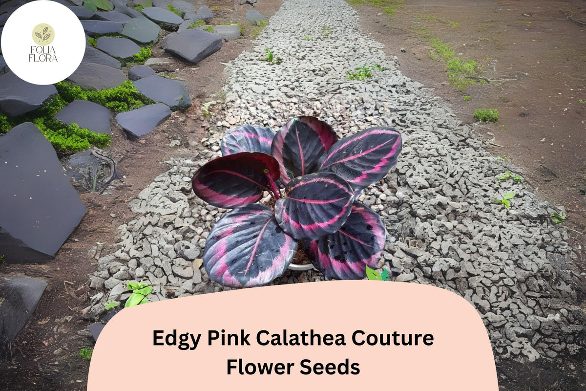 25+ Edgy Pink Calathea Seeds | Tropical Houseplant | Calathea roseopicta ‘Edgy Pink’ | Bold Pink-Patterned Foliage