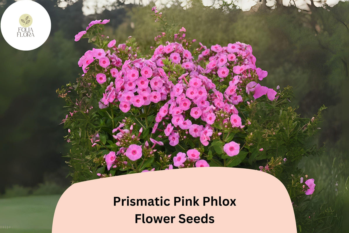 Prismatic Pink Phlox Seeds - 100+ Non-GMO Perennial Flower Seeds (Phlox paniculata) for Summer Blooms & Pollinator Gardens
