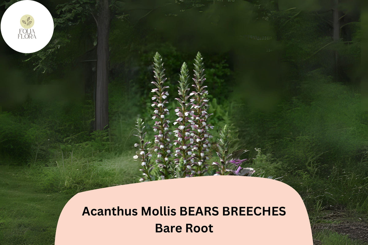 Acanthus mollis Bear's Breeches Live Plant | 6" Purple White Flower Perennial | Hardy Ornamental Foliage for Garden