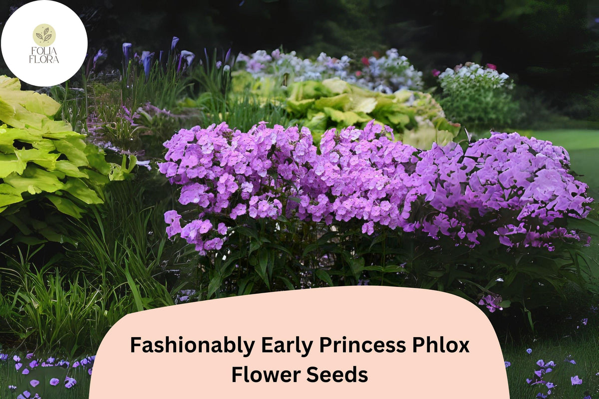 Fashionably Early Princess Phlox Seeds - 100+ Pink Perennial Blooms, Phlox paniculata, Attracts Pollinators, Easy to Grow