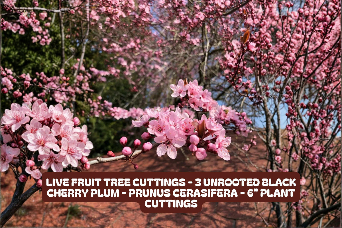 Live Fruit Tree Cuttings - 3 Unrooted Black Cherry Plum - Prunus Cerasifera - 6" High Quality Plant Cuttings for Gardening