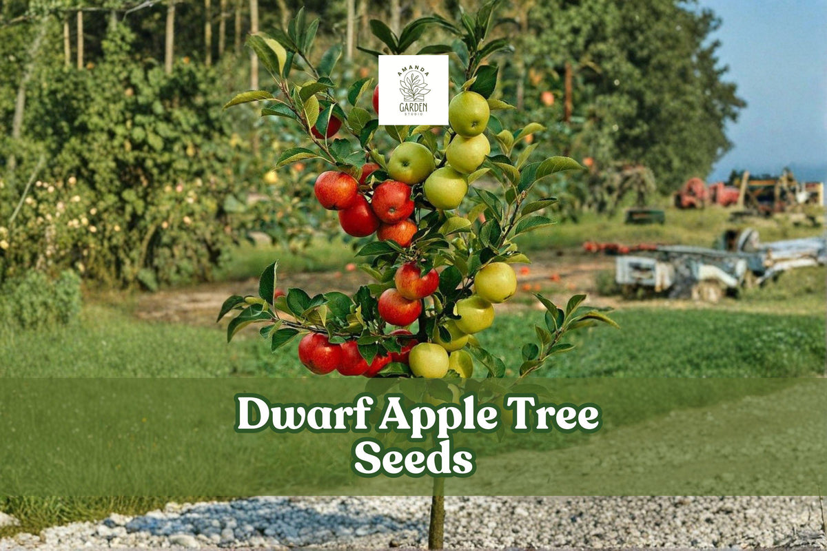 25 Dwarf Apple Tree Seeds - Malus domestica - Easy to Grow Bonsai - Fruit-Bearing - White-Pink Flowers for Indoor/Outdoor