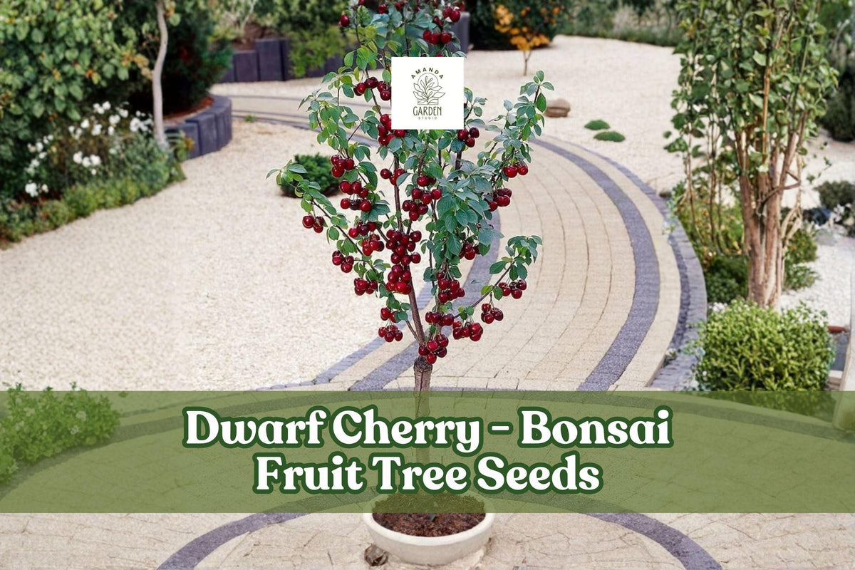 Dwarf Cherry Tree Seeds - 25 Pack Prunus Avium - Easy Grow Bonsai - Pink-White Flowers - Indoor/Outdoor Fruit Tree