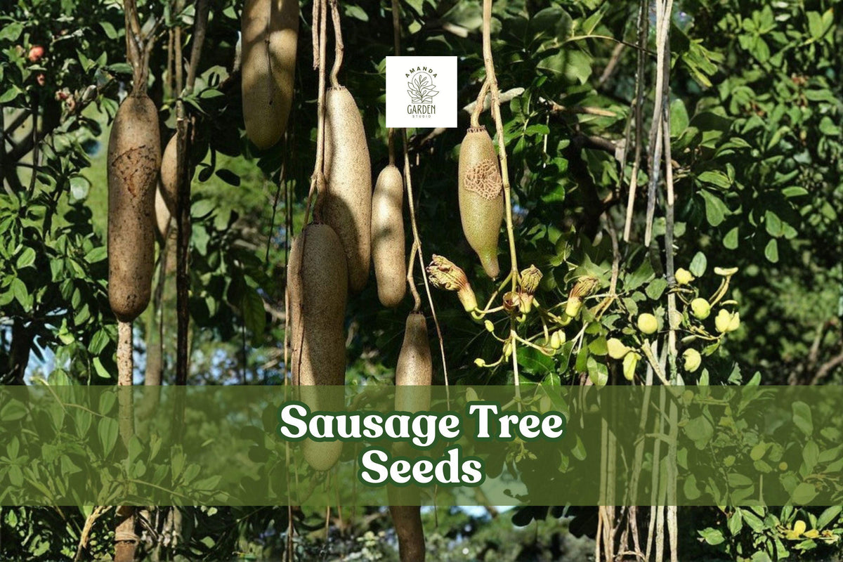 10 Sausage Tree Seeds | Kigelia africana | Rare Tropical Ornamental | Easy to Grow Exotic Garden Plant