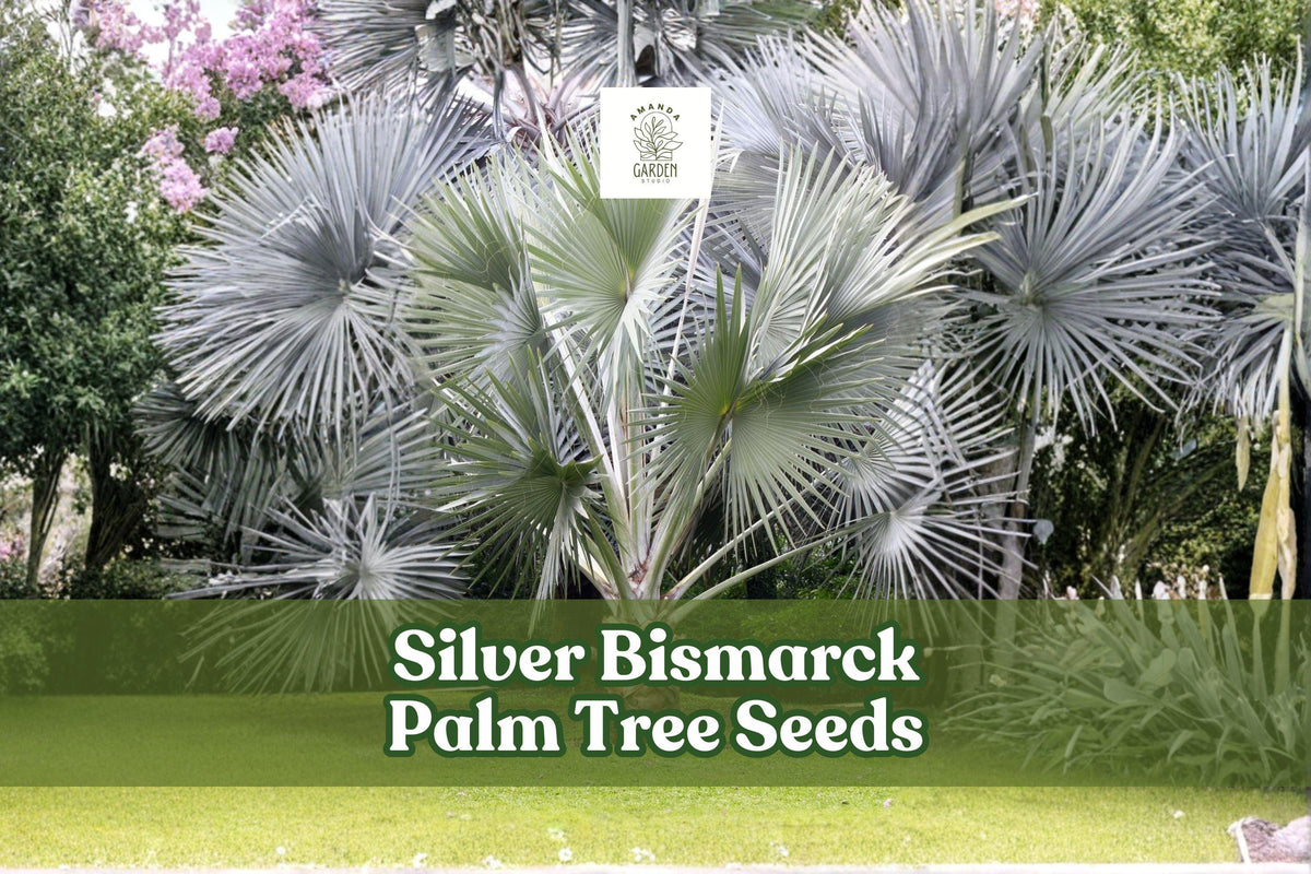 Silver Bismarck Palm Seeds - 3 Premium Seeds, Ornamental Tropical Palm, Bismarckia nobilis, Silvery Blue Foliage