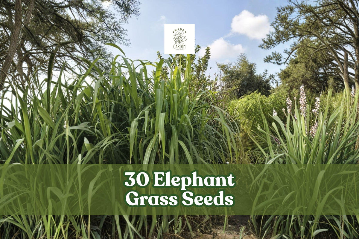 30 Elephant Grass Seeds | Pennisetum purpureum | Fast Growing Ornamental Grass | USA Grown for Fencing & Landscaping