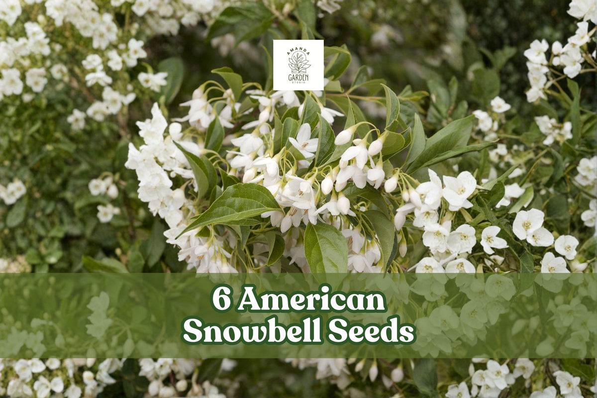 6 American Snowbell Seeds | White Flowering Shrub | Styrax americanus | Hardy Ornamental Plant for Gardens