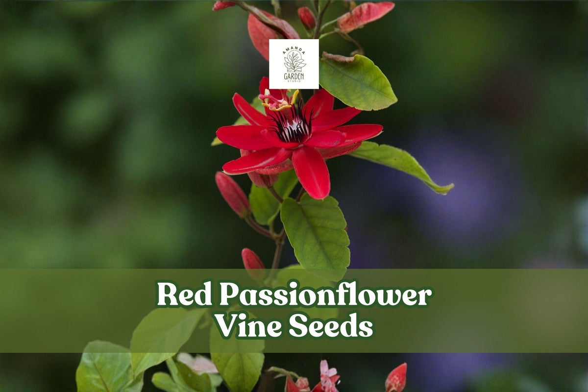 10 Red Passionflower Vine Seeds | Passiflora princeps | Exotic Tropical Climbing Plant for Gardens and Planters