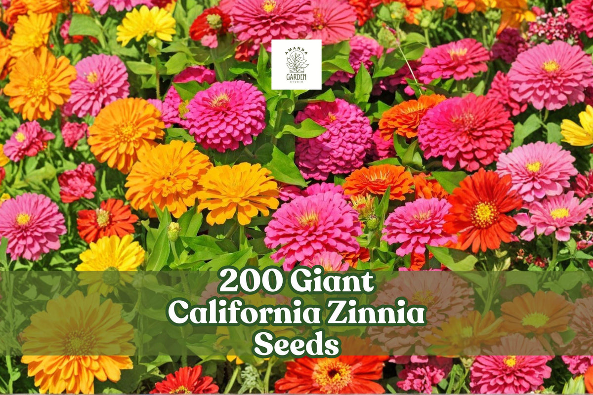 200 Giant California Zinnia Seeds | Mixed Colors | Zinnia elegans | Non-GMO, Pollinator-Friendly Garden Flower Seeds