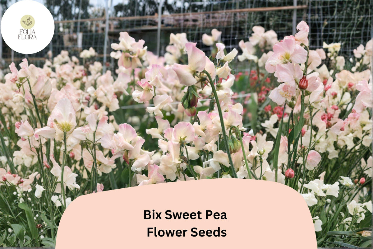 Bix Sweet Pea Seeds (50+ Seeds) | Lathyrus odoratus Tall Climbing Annual Flower Vine for Garden Trellises and Arches