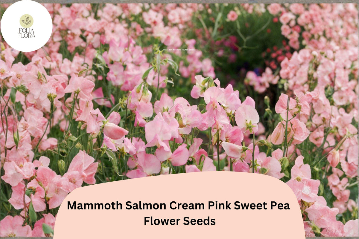 Mammoth Salmon Cream Pink Sweet Pea Seeds | Lathyrus odoratus | 50+ Climbing Vine Seeds for Ornamental Gardens