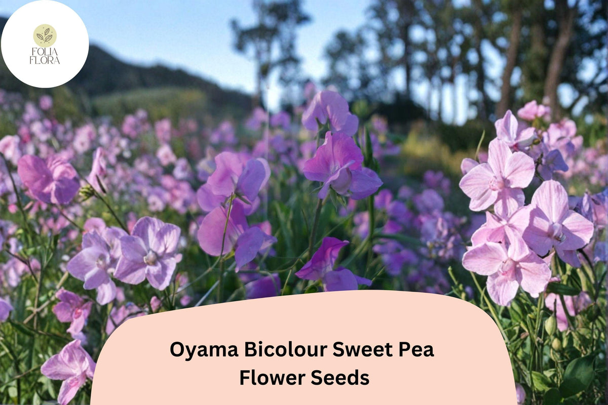 Bicolour Sweet Pea Seeds | 50+ Oyama Lathyrus odoratus | Tall Climbing Flower Vine for Gardens & Trellises
