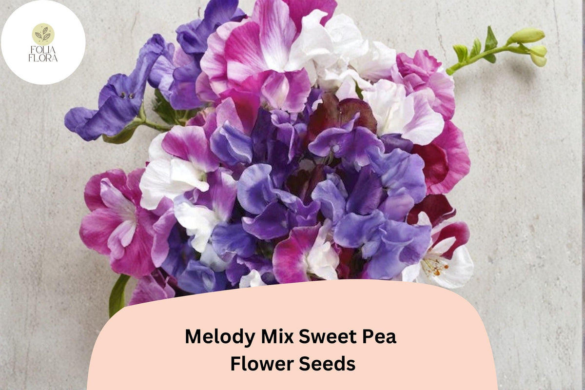 Melody Mix Sweet Pea Seeds | 50+ Mixed Color Varieties | Lathyrus odoratus | Climbing Annual Garden Vines for Planting