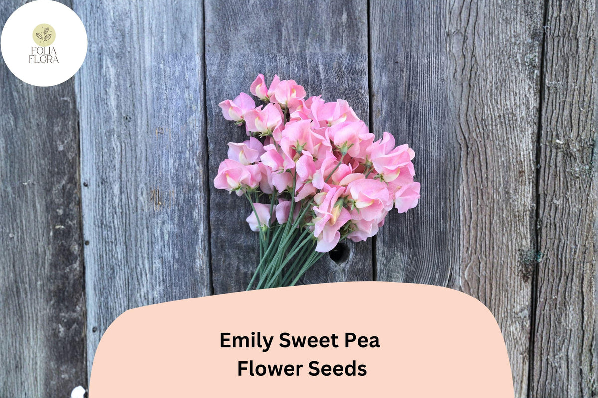Emily Sweet Pea Seeds | 50+ Soft Pink Climbing Vine | Lathyrus odoratus | Elegant Garden Planting