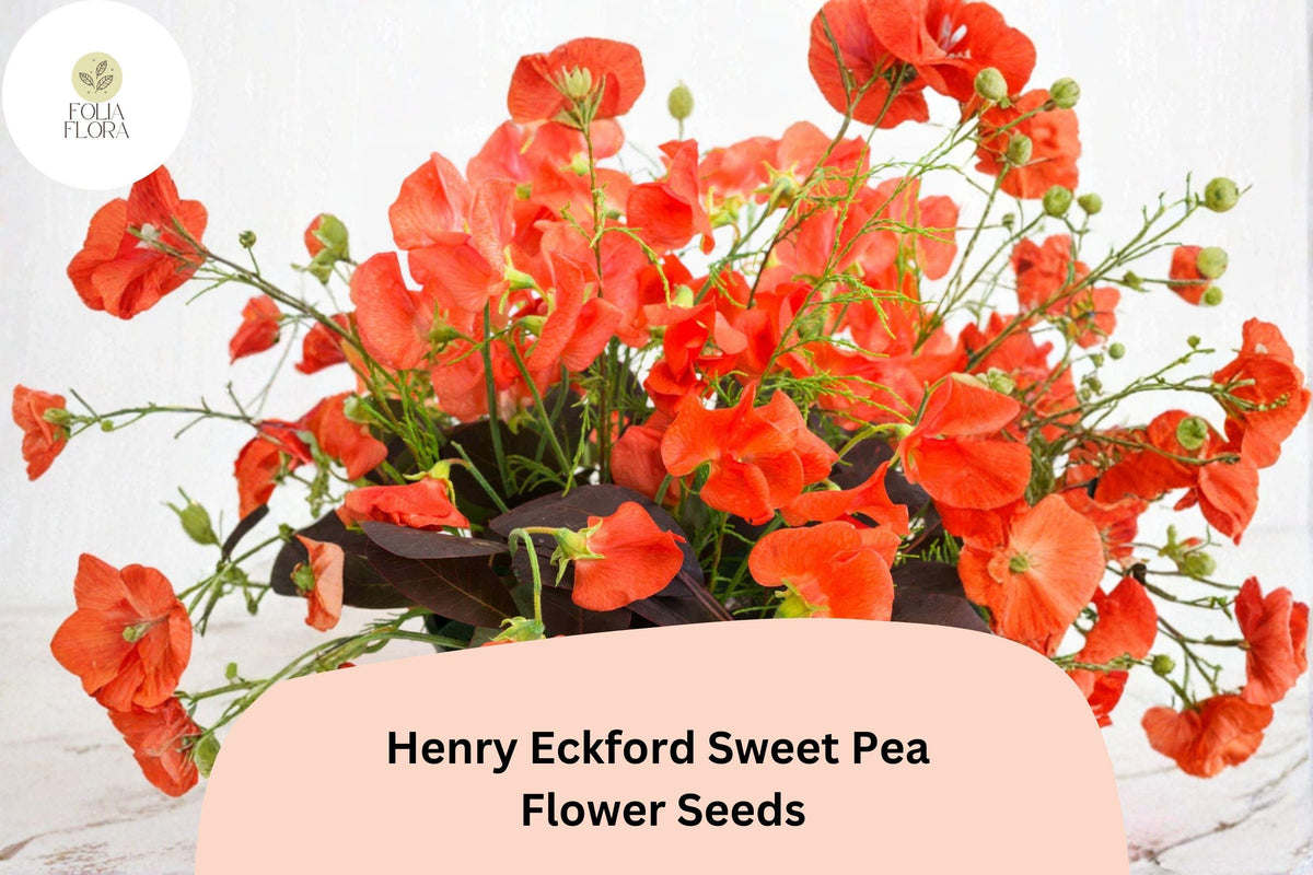 Henry Eckford Sweet Pea Seeds | 50+ Fragrant Orange Salmon Heirloom | Lathyrus odoratus | Perfect for Climbing and Cut Flowers