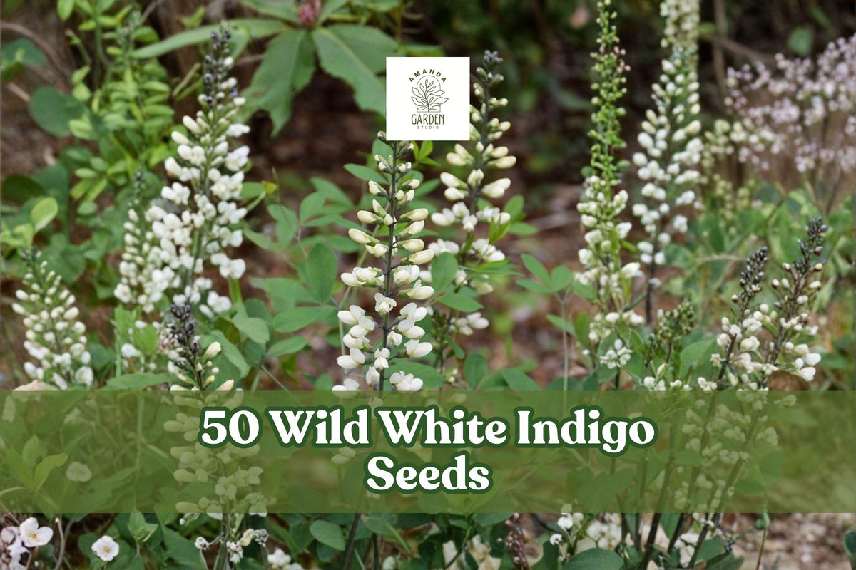 Wild White Indigo Seeds - 50 Count - Baptisia alba - Native Perennial with Charcoal-Gray Stems & White Flowers for Planting