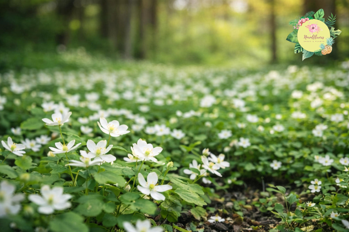 Bare-root Wildflower Mix - Windflower Rue Anemone - Anemonella thalictroides - Perennial Garden Plant for Shade