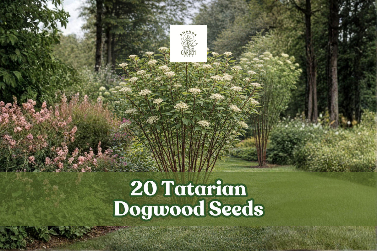20 Tatarian Dogwood Seeds - Cornus alba - Deciduous Ornamental Shrub with Red Stems for Landscape Planting
