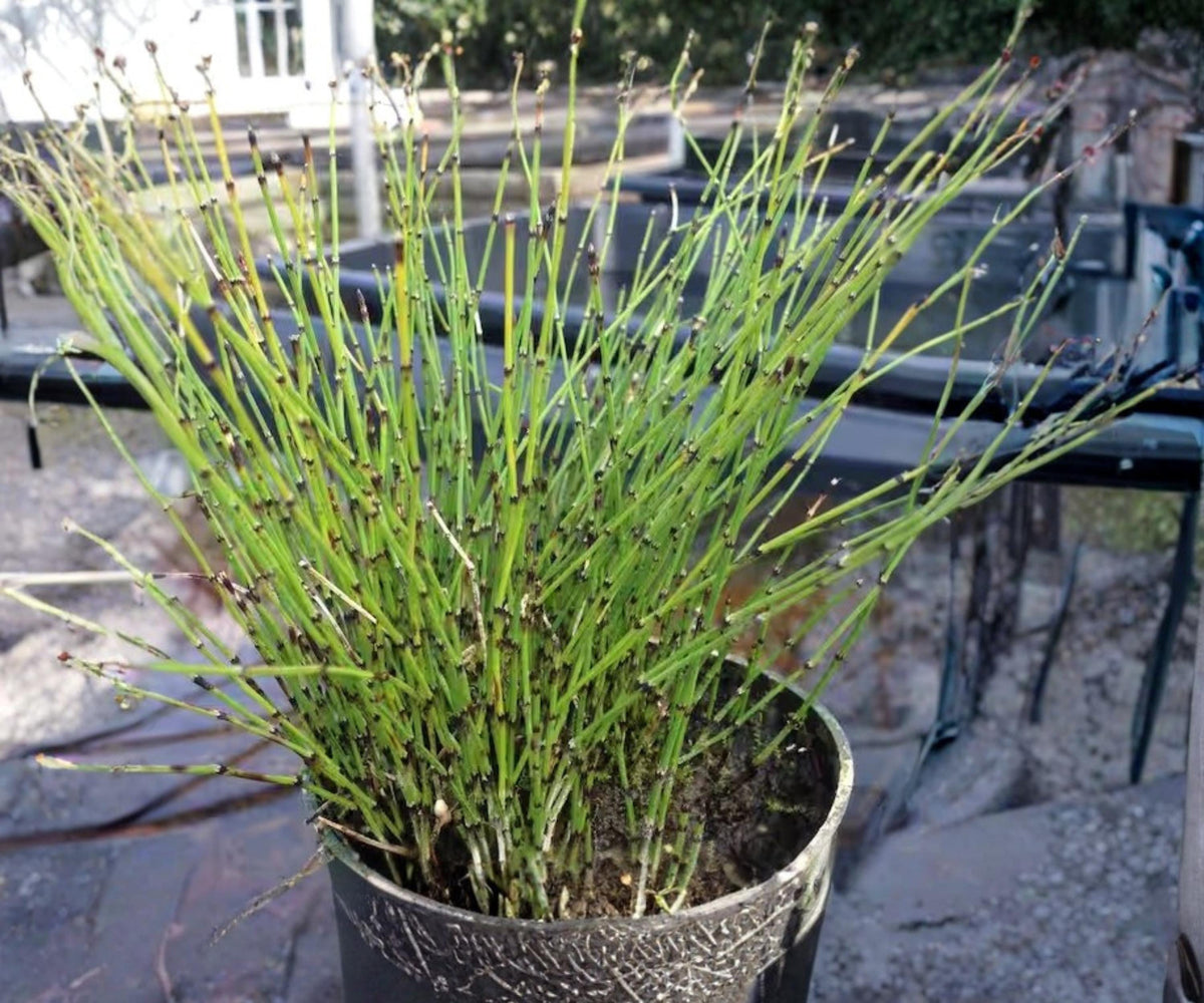 Dwarf Horsetail Rush Plant - 2" Live Equisetum Scirpoides - Hardy Aquatic Marginal for Pond & Bog Gardens