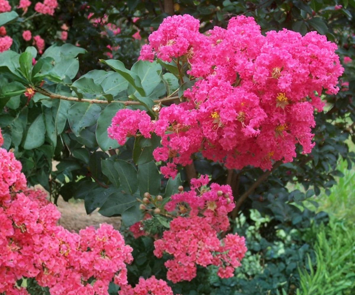 Crape Myrtle Live Plants - 2 Hot Pink Rooted Cuttings - Lagerstroemia Flowering Tree - Ornamental Garden Plant