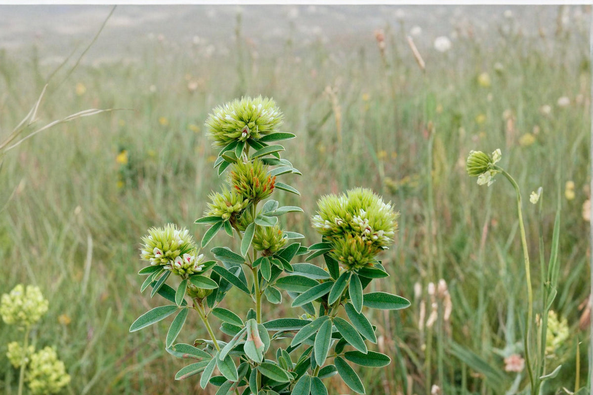 Roundhead Bush Clover Seeds - 30 Perennial Seeds - Lespedeza capitata - Cream to Pale Yellow Wildflower for Dry Soils