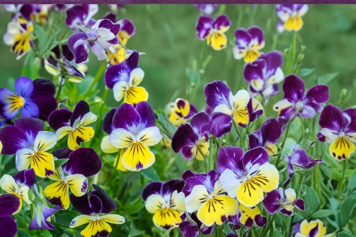 Johnny Jump Up Seeds - 100 Count Viola tricolor - Purple, Yellow, White Flowers - Compact Annual/Perennial for Gardens & Containers