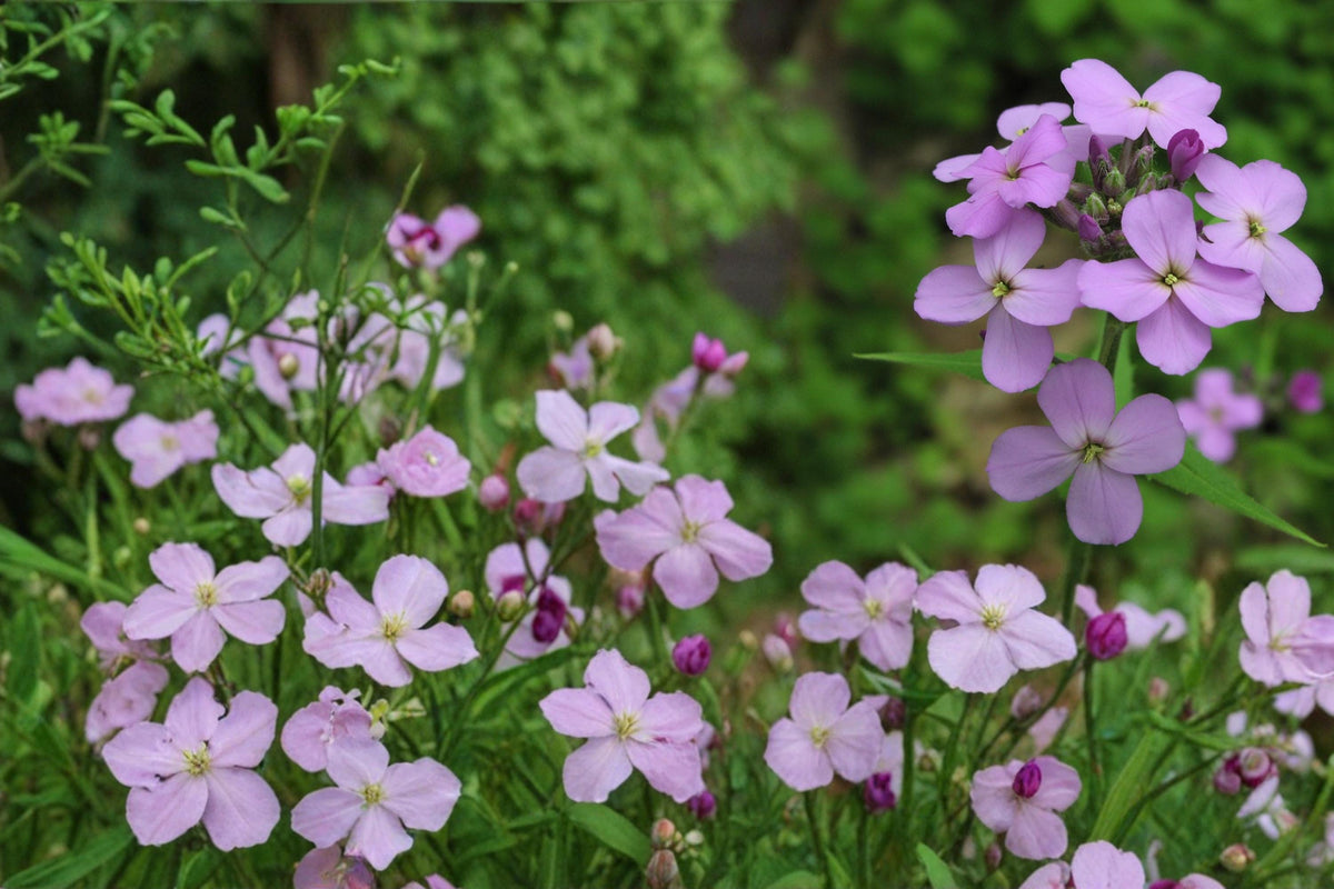 Dame’s Rocket Seeds - 100 Seeds - Purple, Pink, White - Hesperis matronalis - Fragrant Biennial Flower for Cottage Gardens