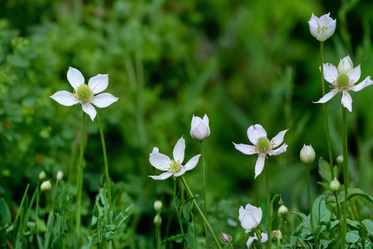 Tall Thimbleweed Seeds - 100 Count - White Wildflower - Anemone virginiana - Native Perennial for Prairie & Woodland Gardens