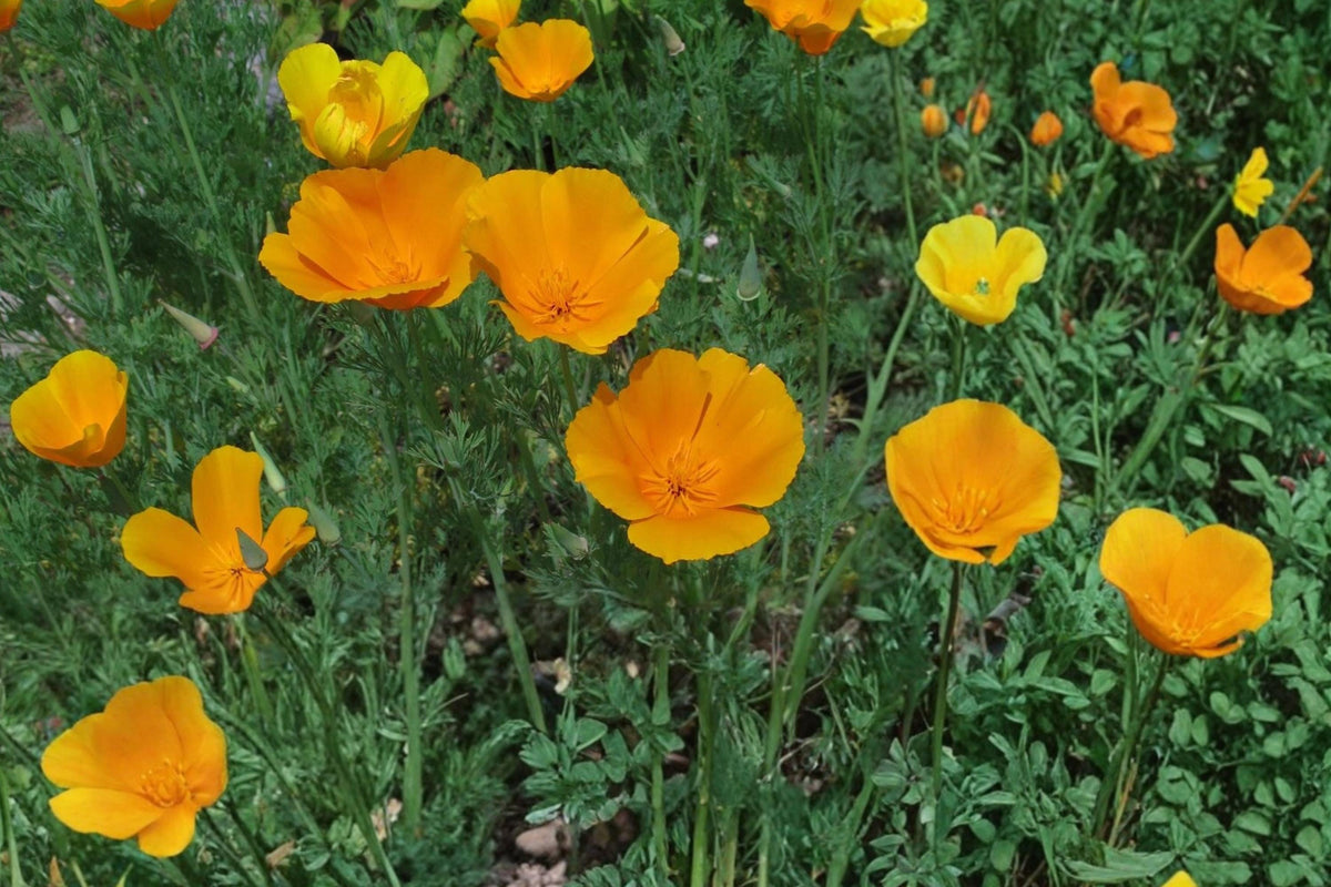 California Poppy Seeds 50 Count - Bright Orange Wildflower, Eschscholzia californica, Annual Meadow Plant, Drought Tolerant