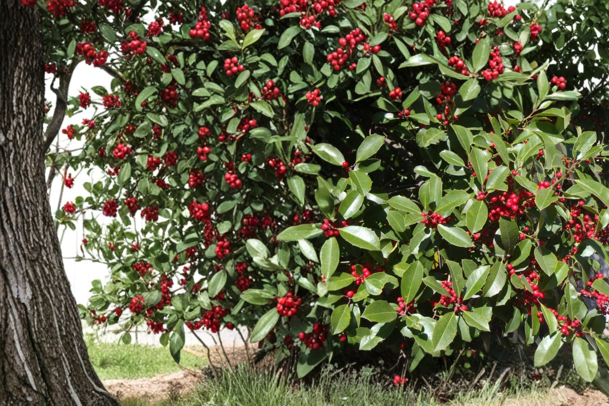 American Holly Seeds - 10 Seeds Ilex opaca - Evergreen Tree with Red Berries - Ornamental Plant for Landscape and Hedges