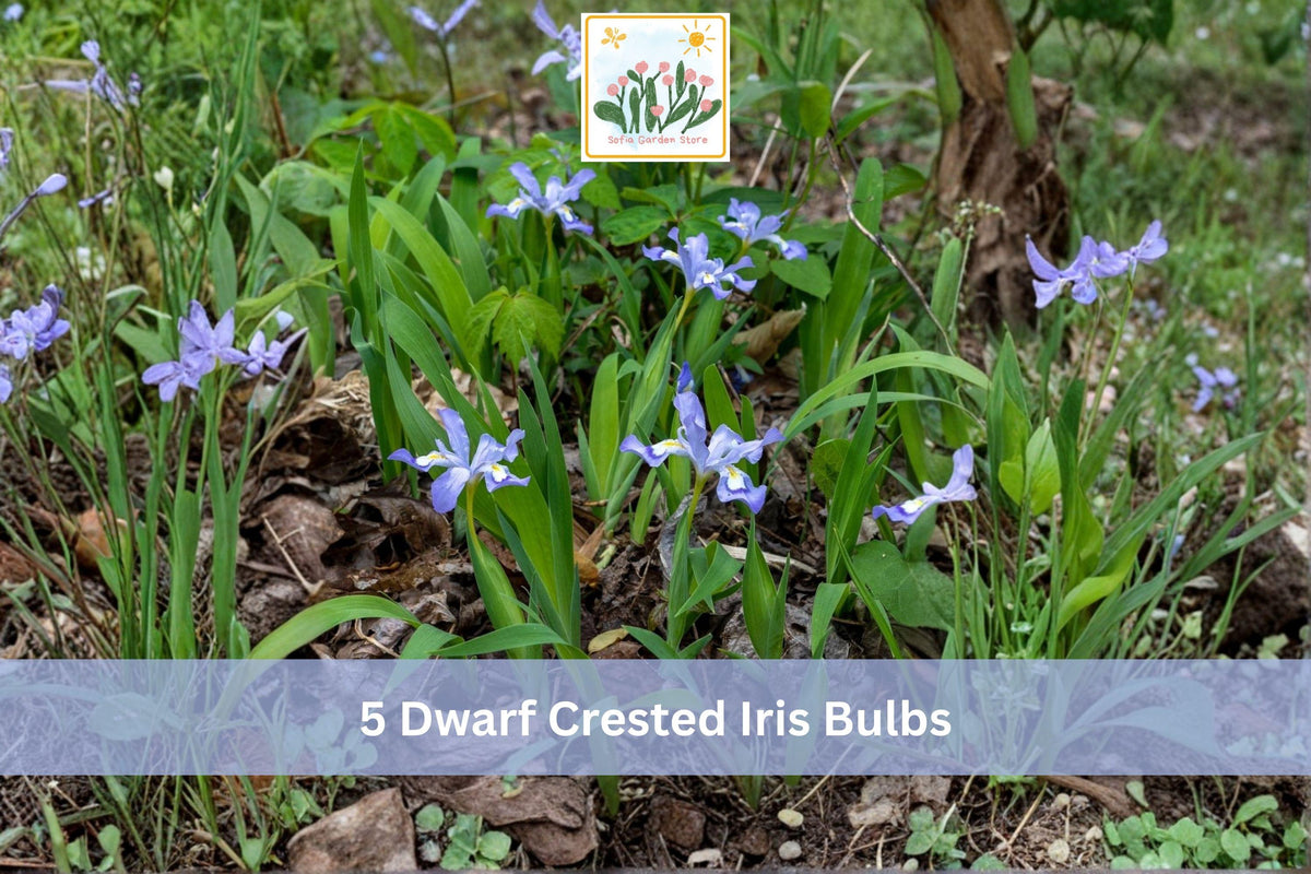 Dwarf Crested Iris Bulbs - 5 Pack Blue-Purple with Yellow Crest - Iris cristata - Hardy Shade Garden Plant for Borders and Groundcover