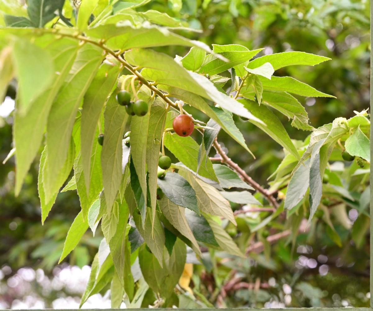 Jamaican Cherry Tree Starter Plant - Muntingia Calabura - Tropical Edible Fruit - Live Plant in Pot for Home Garden