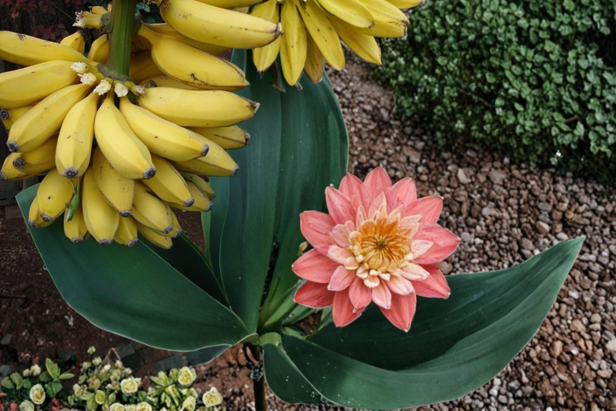 Banana Seeds 20 Count - Musa Tropical Fruit Plant with Large Green Foliage - Fast-Growing Perennial for Warm Climates