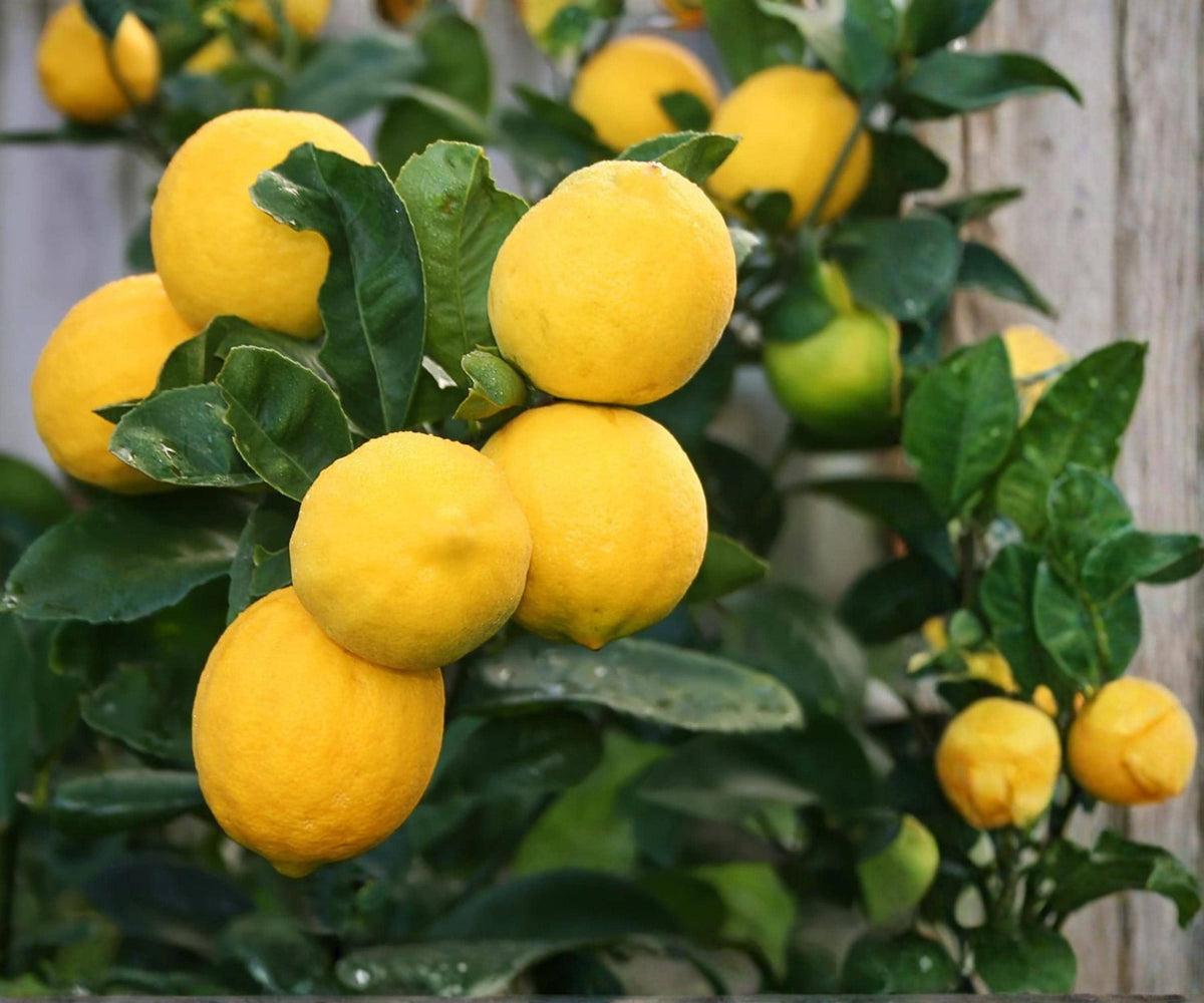 Meyer Lemon Tree Live Plant 1 Gallon Pot Citrus Fruit Indoor Outdoor - Citrus x meyeri, Easy Care, Sweet Juicy Lemons