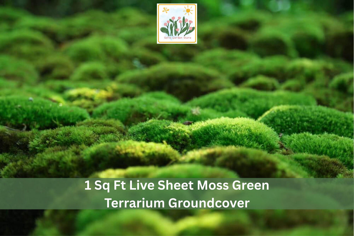 Live Sheet Moss 1 Sq Ft Green Groundcover for Terrariums & Indoor Outdoor Decor - Natural Mat-Forming Moss (Hypnum spp.)