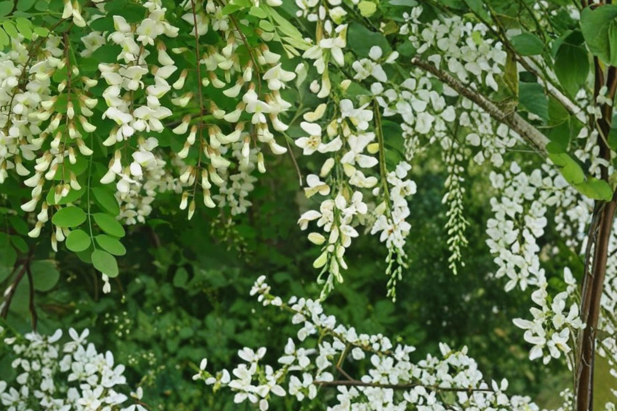 Black Locust Tree Seeds 30 Pack - Fragrant White Flowers - Robinia pseudoacacia - Deciduous Pollinator-Friendly Garden Tree