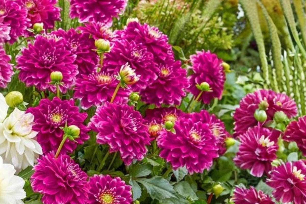 Go Go Purple Dahlia Flower Bulb – Decorative Border Plant with Vibrant Purple Blooms, Dahlia pinnata