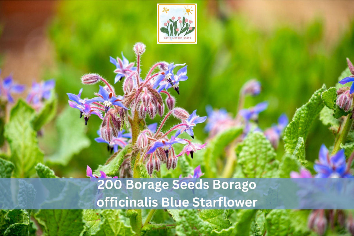200 Borage Seeds - Blue Starflower Herb (Borago officinalis) - Easy to Grow Annual for Garden Borders and Containers