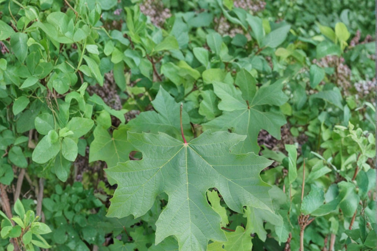 Bigleaf Maple Seeds 30 Count - Acer macrophyllum - Large Broadleaf Deciduous Tree for Shade & Fall Color