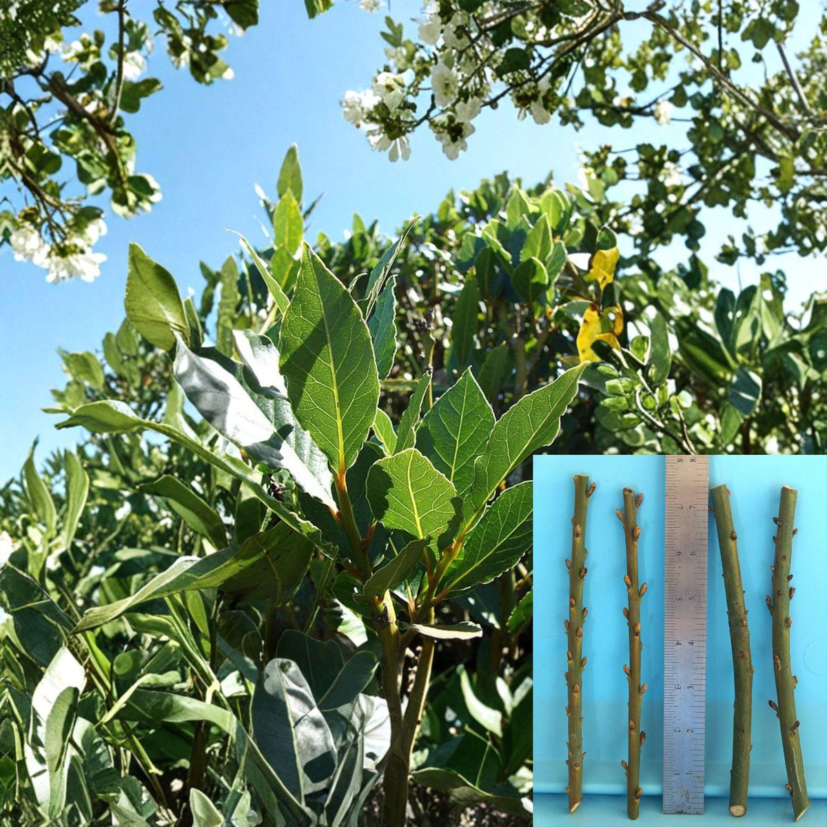 Bay Laurel Cuttings - 4 Unrooted Cuttings - Laurus nobilis - Culinary Evergreen for Grafting and Propagation