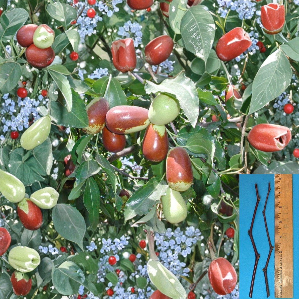 Lang Jujube Cuttings - 2 Unrooted 8" Ziziphus jujuba - Grafting Variety for Pear-Shaped Fruit