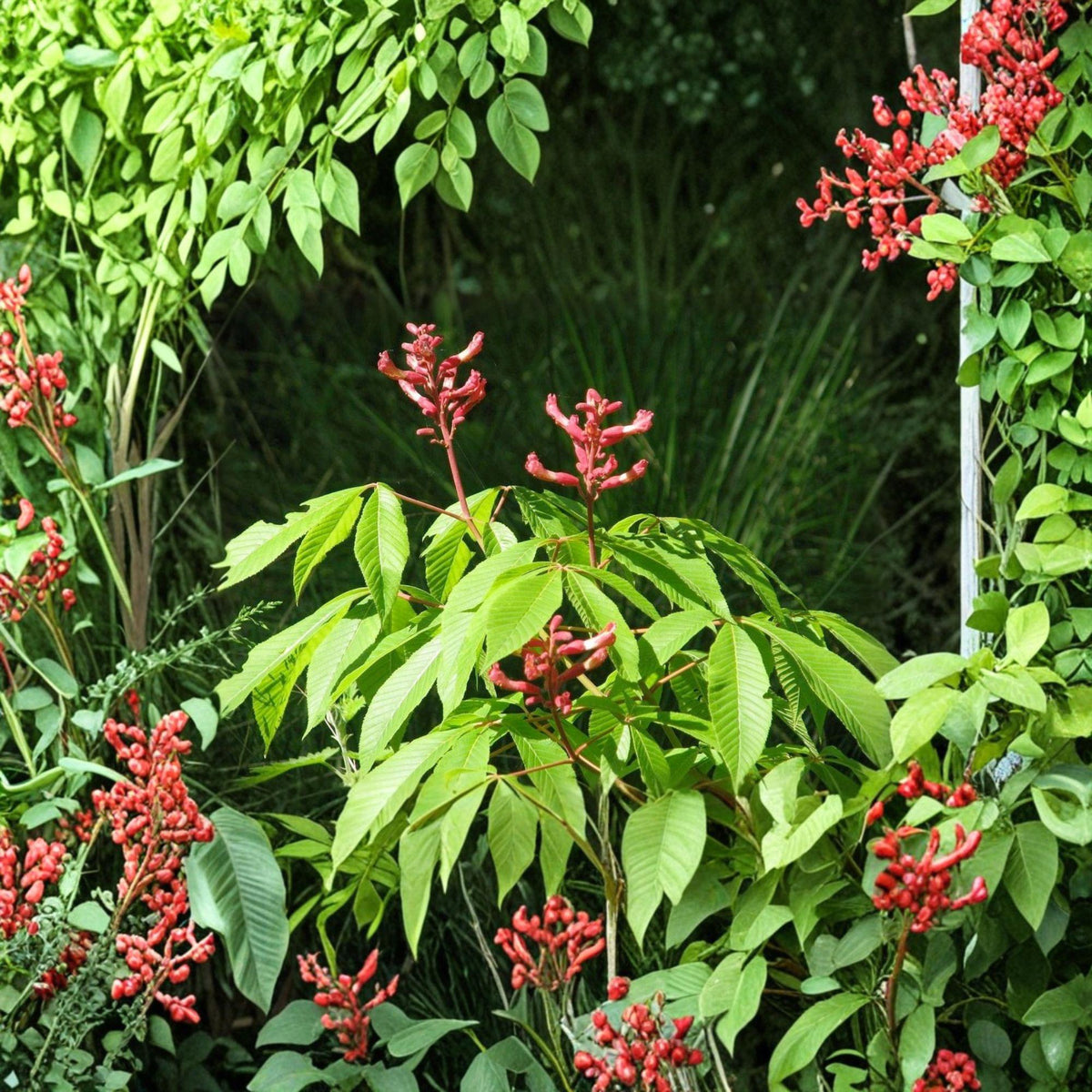Red Buckeye Plant 1 Bare Root 16+ Inches Aesculus pavia - Deciduous Shrub with Red Tubular Flowers for Borders & Hedges