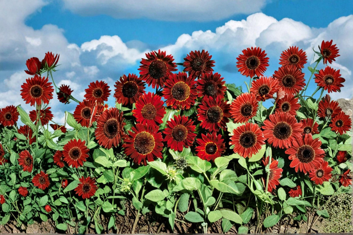 Red Sunflower Seeds - 50 Count - Helianthus annuus - Annual Flowering Plant for Garden Beds & Pollinator-Friendly Landscapes