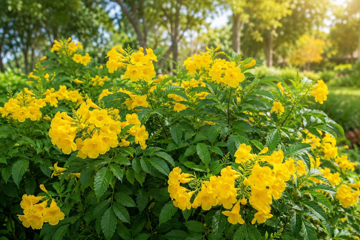 Gold Star Esperanza Plant - Tecoma stans - Yellow Bells - Butterfly Attracting Perennial - Hardy & Low-Maintenance