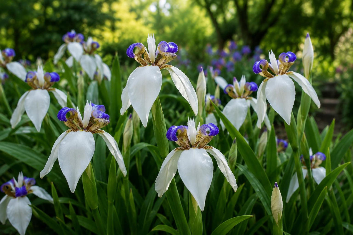 Walking Iris Plant - 4" White Blue Fragrant Bloom - Iris cristata - Shade Garden Bog Plant